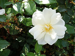 Beetrose 'Schneeflocke' ® ADR-Rose (6) + (32)