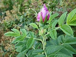 Rose rugosa - Kartoffelrosen (Vitaminrosen, Heckenrosen) (9)